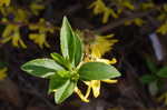 Weeping forsythia